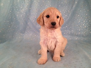Female Goldendoodle Puppy for sale #17|Goldendoodle Breeders Who sell Goldendoodles for Less than Most Goldendoodle Breeders in Washington DC do.